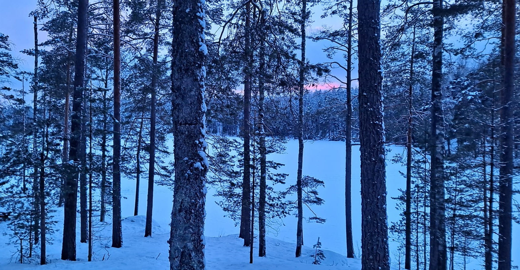Talvinen metsä, jossa kompensaatiomaksuilla toteutetaan kotimaisia hiilinieluja.